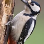 wildlife photography trips