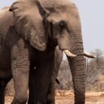 african safari destinations