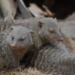 best wildlife safaris