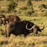 wildlife travel experiences