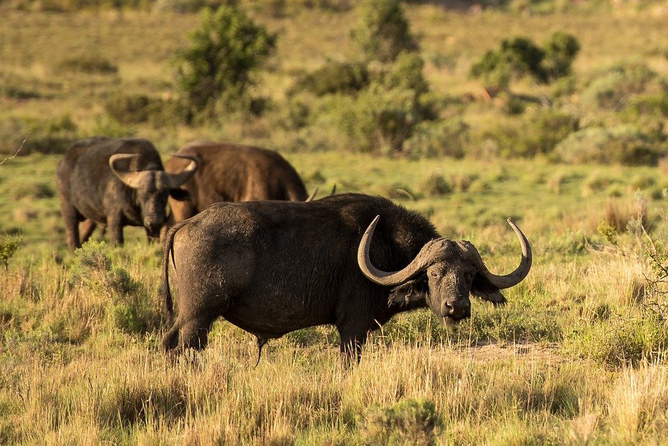 wildlife travel experiences