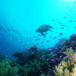 Cebu,Underwater,Turtle
