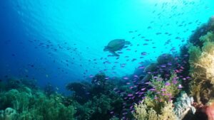 Cebu,Underwater,Turtle