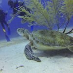 turtle-588497_960_720