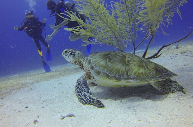 turtle-588497_960_720