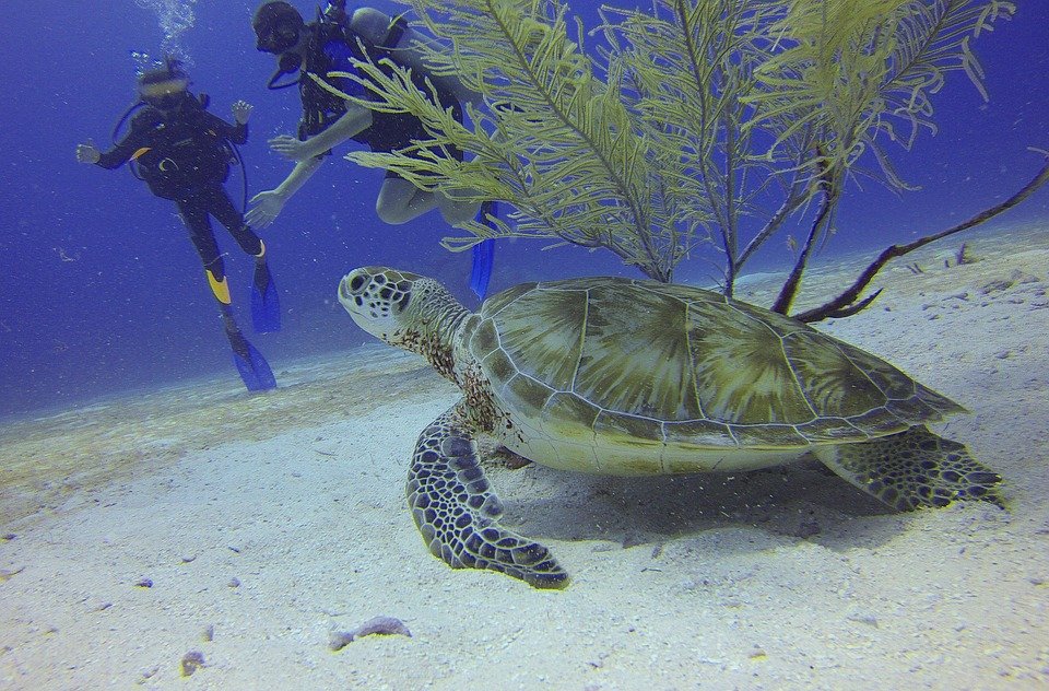 turtle-588497_960_720