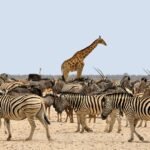 zebra-1170177_960_720