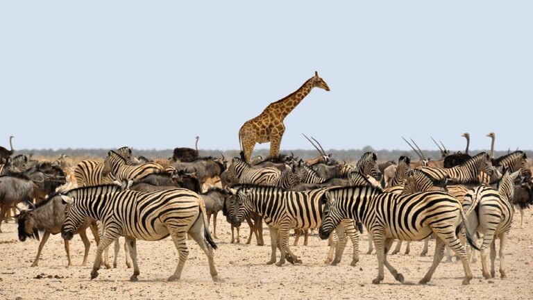 zebra-1170177_960_720